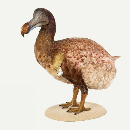 A lifelike reconstruction of a dodo bird